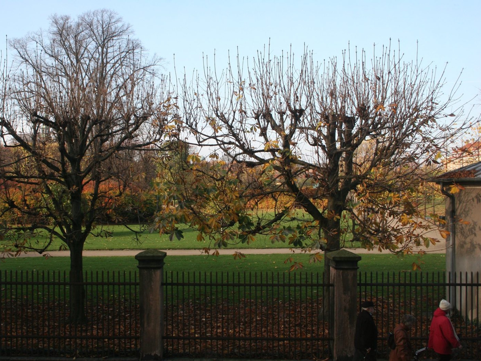 View from the office over the railings and chestnut trees of Kongens Have in central Copenhagen, in autumn